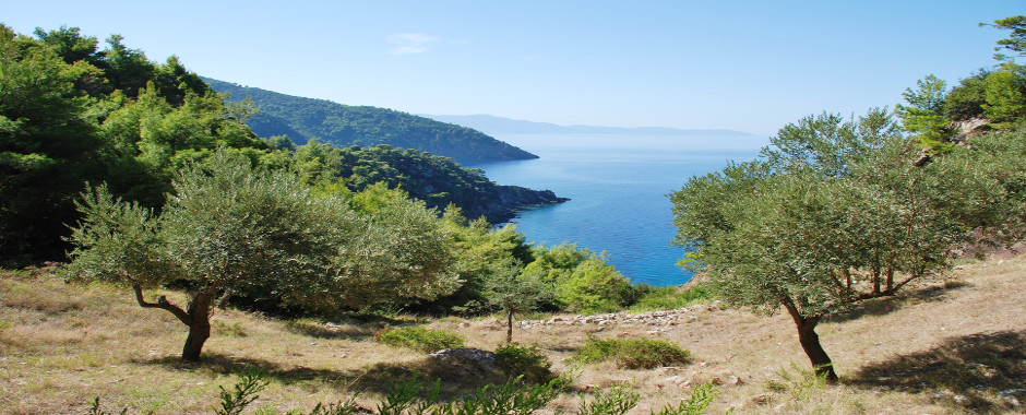 Alonissos View Olive Trees