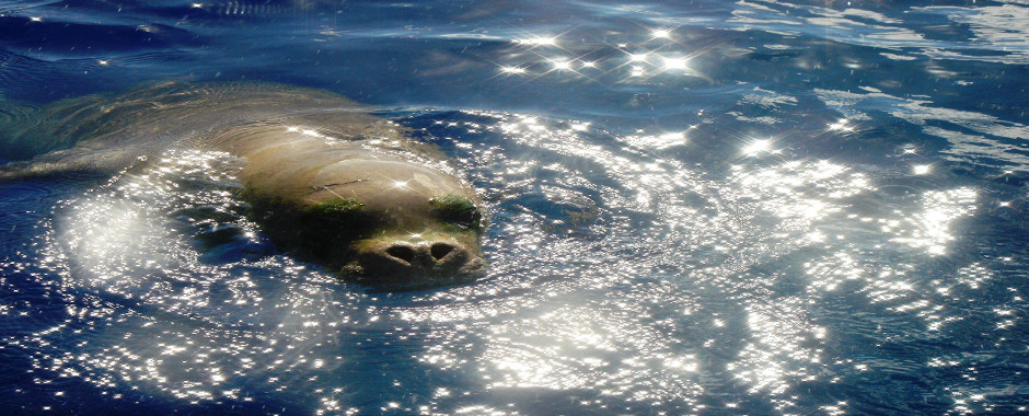 Alonissos Monachus Monachus Monk Seal