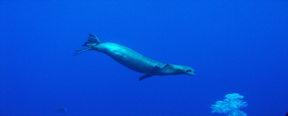 Alonissos Monachus Monachus Monk Seal